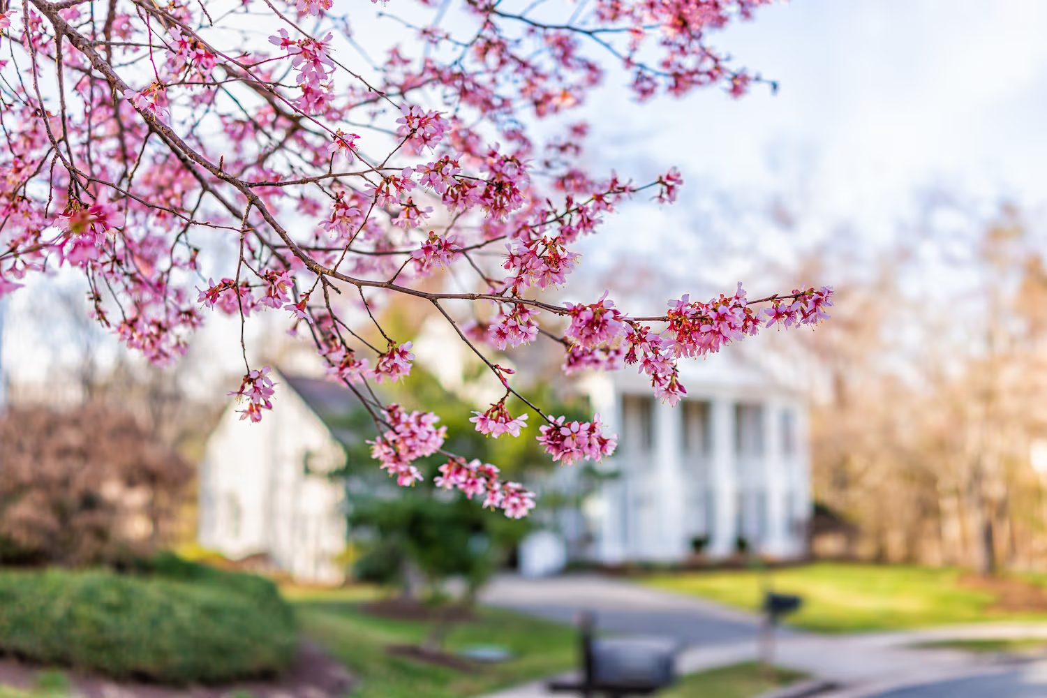 Cherry Blossom tree